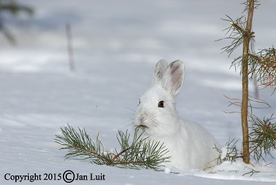 Snowshoe Hare - Lepus americanus- Amerikaanse Sneeuwhaas 012