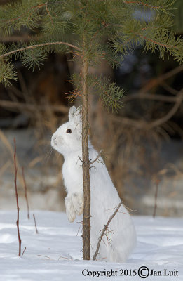 Snowshoe Hare - Lepus americanus- Amerikaanse Sneeuwhaas 013