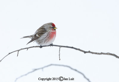 Common Redpoll - Carduelis flammea flammea - Grote Barmsijs 026