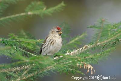 Common Redpoll - Carduelis flammea flammea - Grote Barmsijs 030