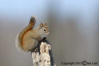 Red Squirrel - Tamiasciurus hudsonicus - Rode Eekhoorn 007