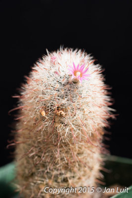 Mammillaria guilminiana 0001