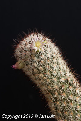 Mammillaria microhelia 0001