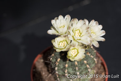 Gymnocalycium taningaense 0001
