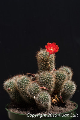 Rebutia flavistyla