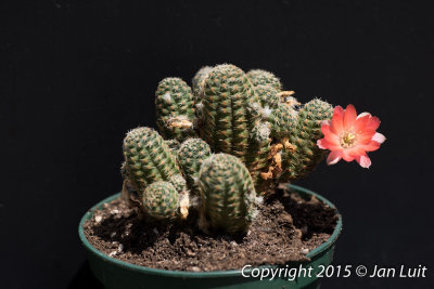 Lobivia haagei orurensis 0001