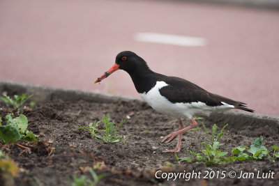 Eurasian Oystercatcher - Haematopus ostralegus - Scholekster 0001