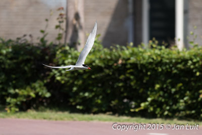 Common Tern - Sterna hirundo - Visdief  0002