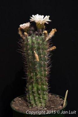Neoporteria paucicostata 0001