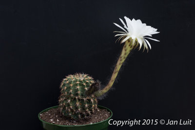 Echinopsis silvestrii 0001