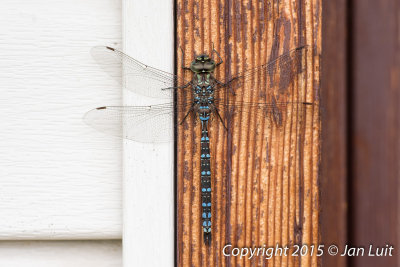 Canada Darner - Aeshna canadensis 001