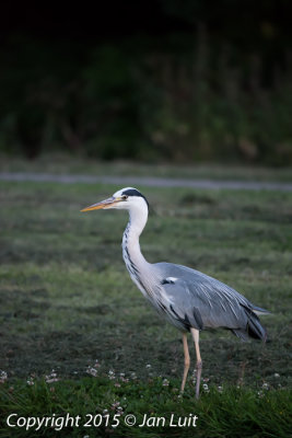 Gray heron - Ardea cinera - Blauwe reiger 003