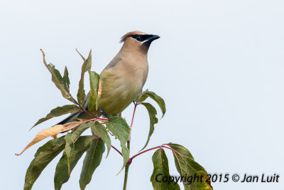 Cedar Waxwing