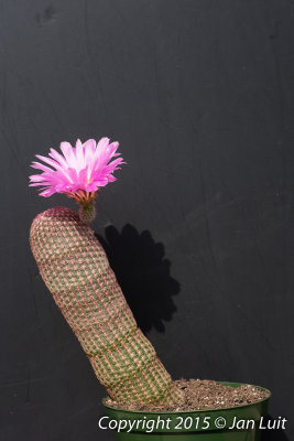 Echinocereus rigidissimus  001