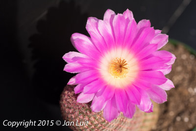 Echinocereus rigidissimus  002