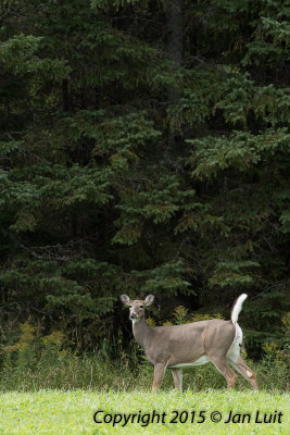 White-tailed Deer 003