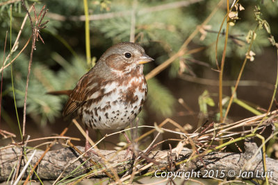 Fox Sparrow
