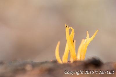 Yellow Staghorn Fungus
