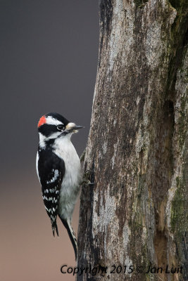 Downy Woodpecker