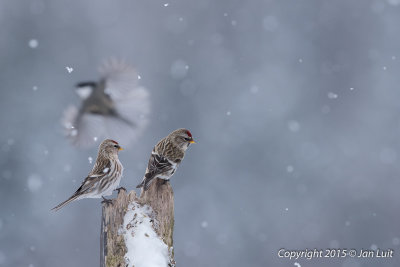 Common Redpoll