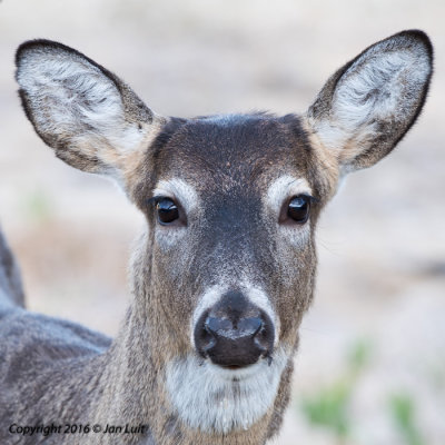 White-tailed Deer