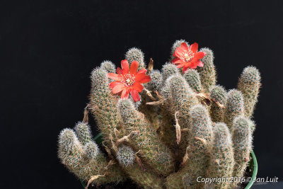 Rebutia brunescens