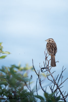 Song Sparrow