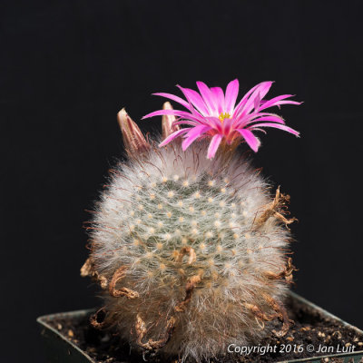 Mammillaria guelzowiana