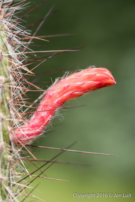 Cleistocactus Baumannii