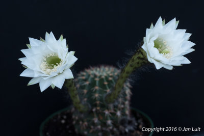 Echinopsis silvestrii