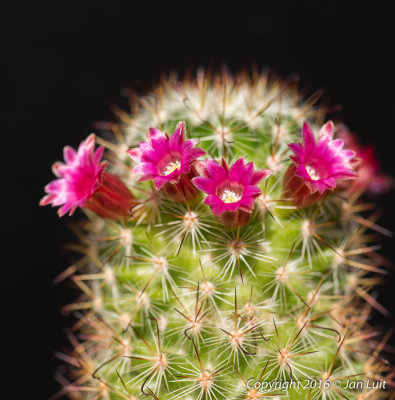 Mammillaria duoformis