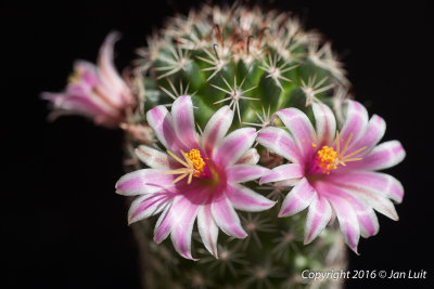 Mammillaria sheldonii