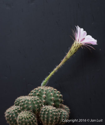 Echinopsis oxygona