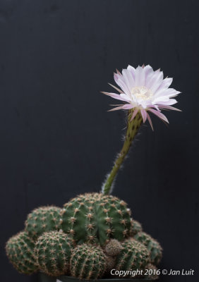 Echinopsis oxygona