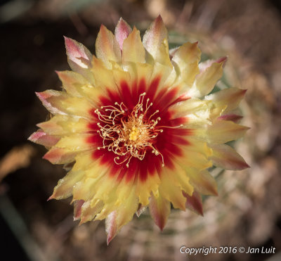 Hamatocactus