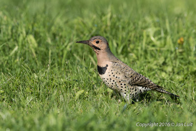 Northern Flicker