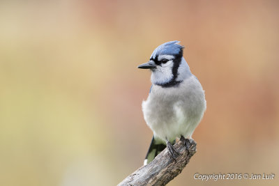 Blue Jay