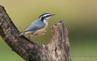 Red-breasted Nuthatch
