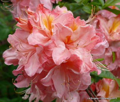 Peachy  Rhododendrum