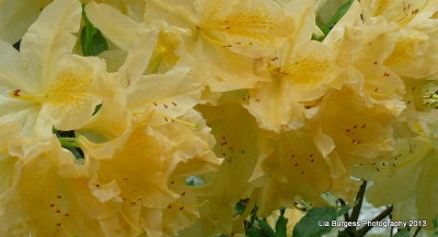 Yellow  Rhododendrum