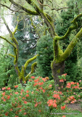 Mossy Trees