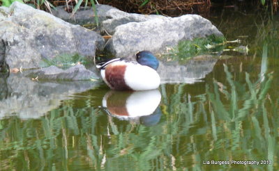 Weird Looking Duck