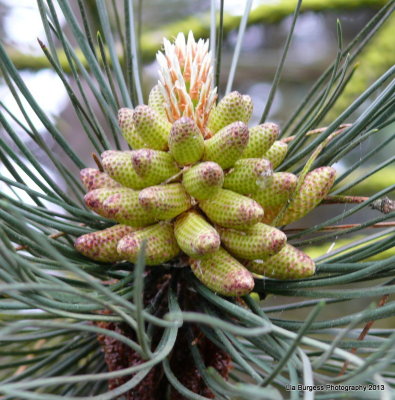 Pine Buds