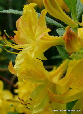 Yellow  Rhododendrum