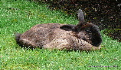 Brown Bunny