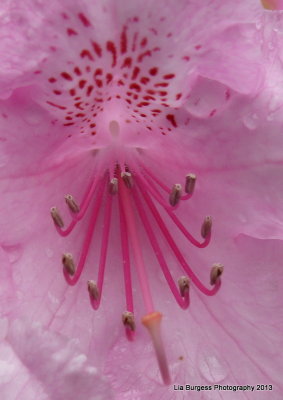 Fuschia/White  Rhododendrum