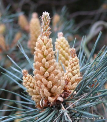 More Pine Buds