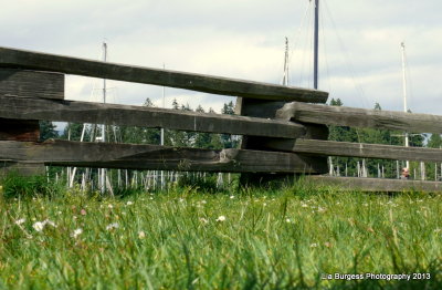 Grassy Fence