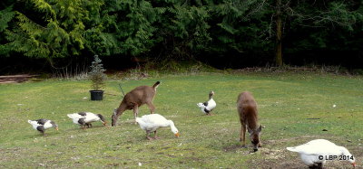 Deer and geese in the yard