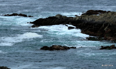 Amphitrite Point